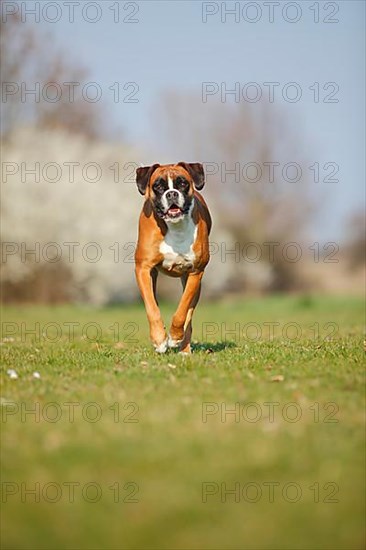 German Boxer