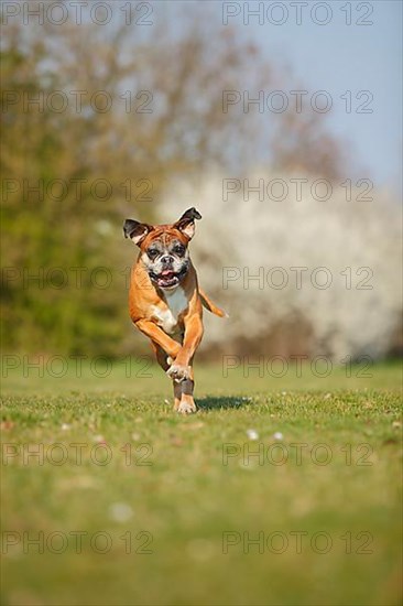 German Boxer