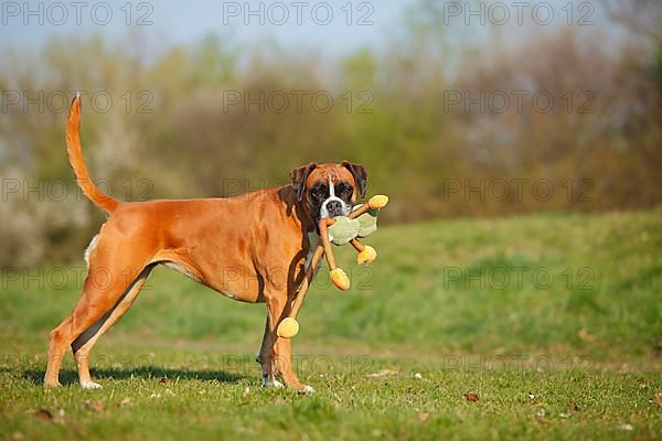 German Boxer