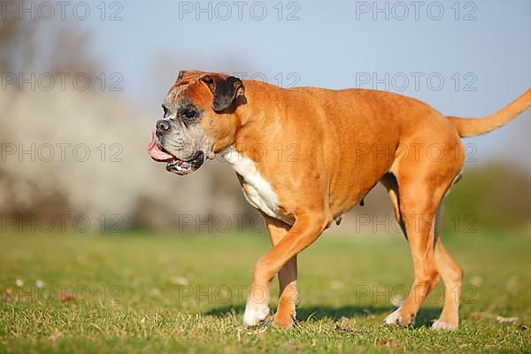 German Boxer