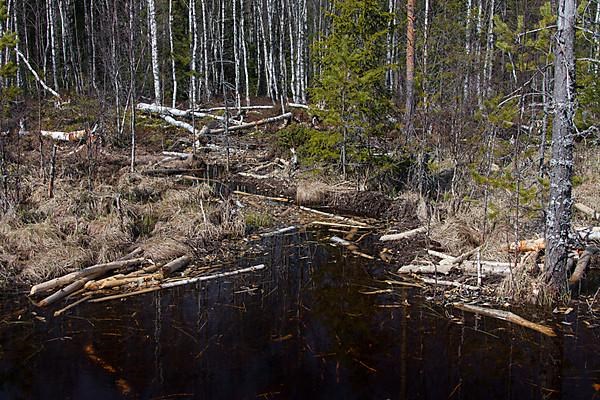 Felled birch trees by Eurasian beaver