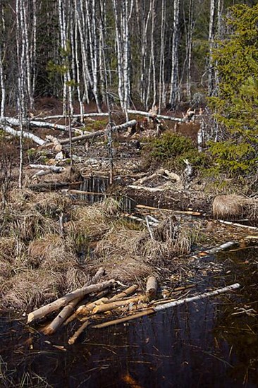 Felled birch trees by Eurasian beaver