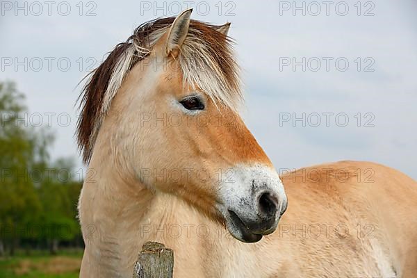 Norwegian Fjord Horse