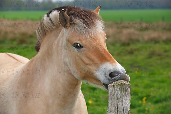 Norwegian fjord horse nibbles on fence post