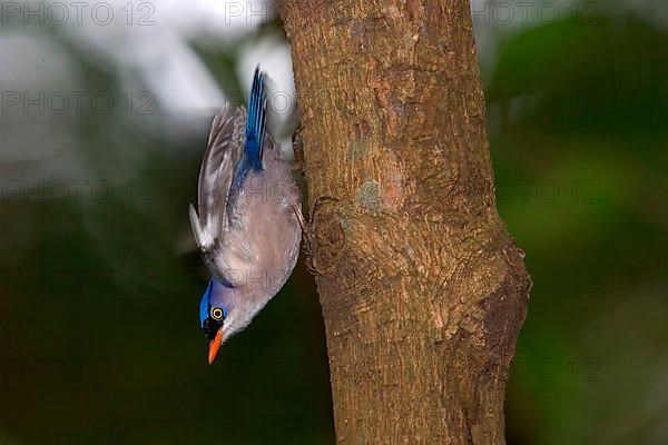 Velvet-fronted nuthatch