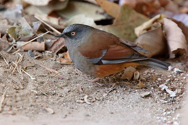 Woodland Accentor