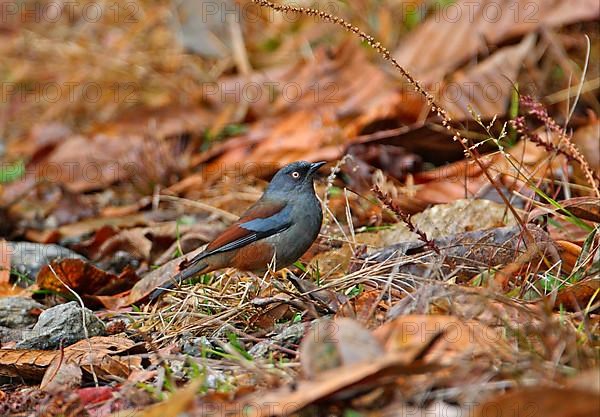 Adult Accentor