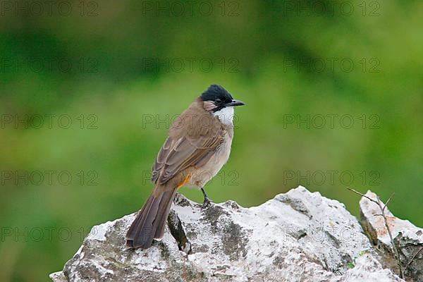 Brown-breasted Bulbul