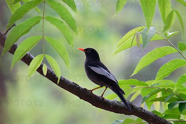 Grey-winged blackbird