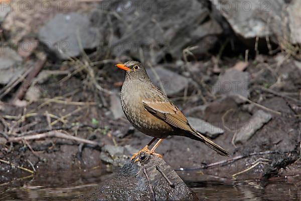 Grey-winged Blackbird