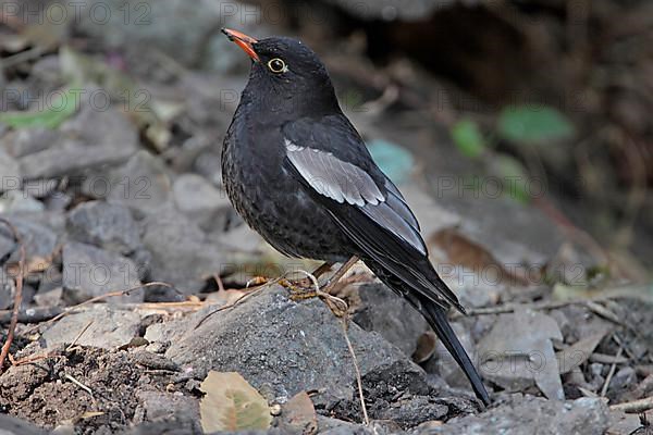 Grey-winged Blackbird