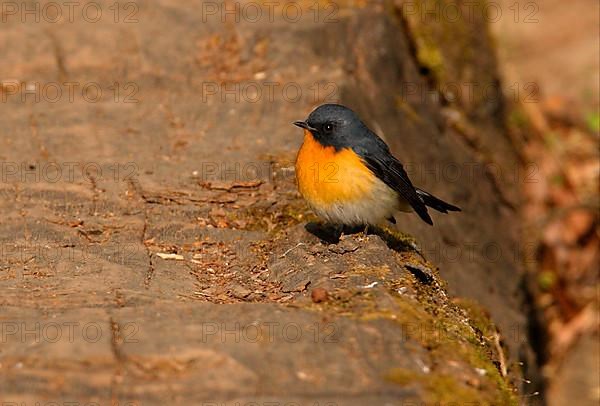 Snowy Flycatcher