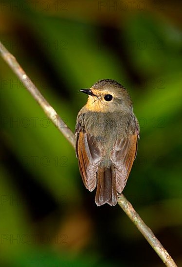 Snowy Flycatcher