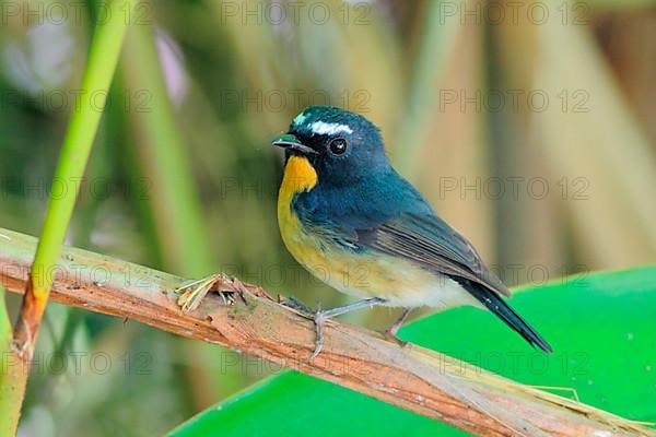 Snowy-browed Flycatcher