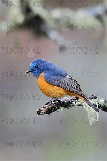 Blue-fronted Redstart