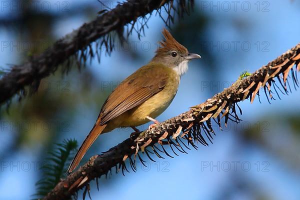 Puff-throated Bulbul