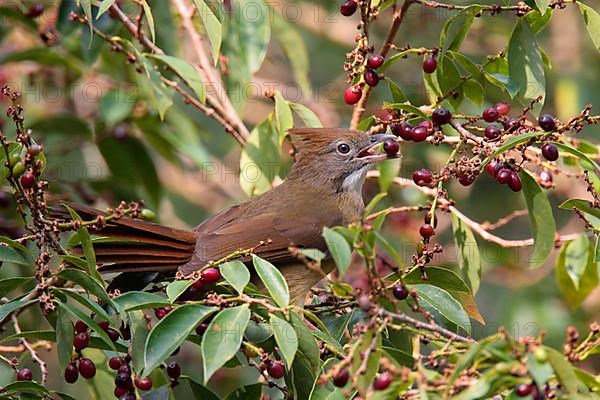 Puff-throated Bulbul