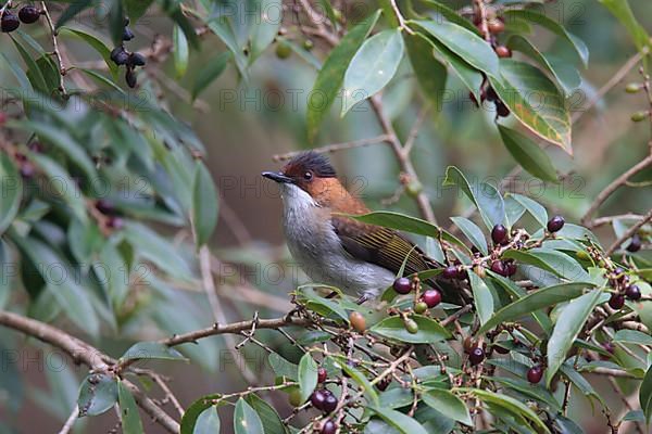 Chestnut Bulbul