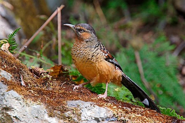 Giant Laughing Thrush