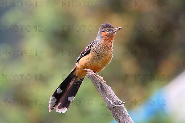 Giant Laughing Thrush