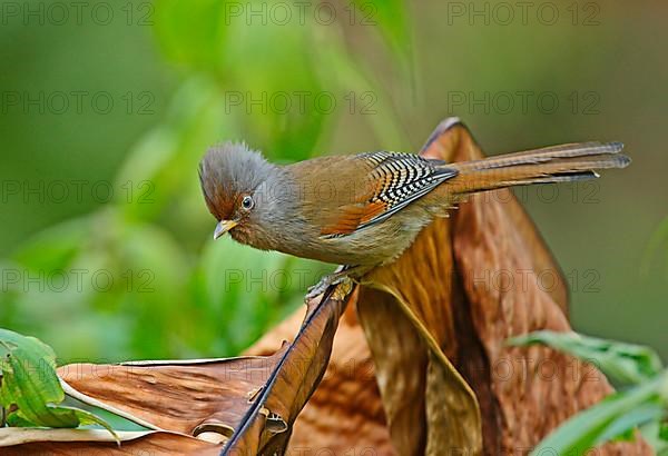 Red-fronted barwing