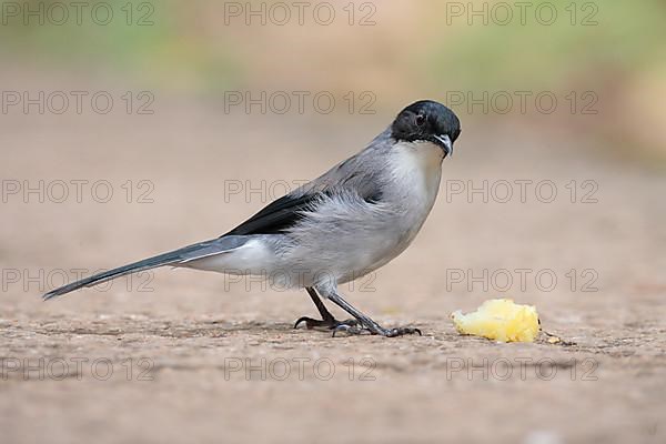 Black-headed Sibia