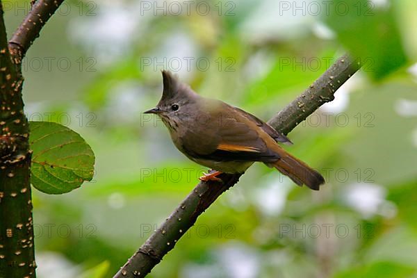 Throat-striped Yuhina