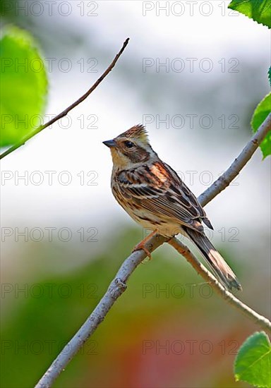 Yellow-throated Bunting