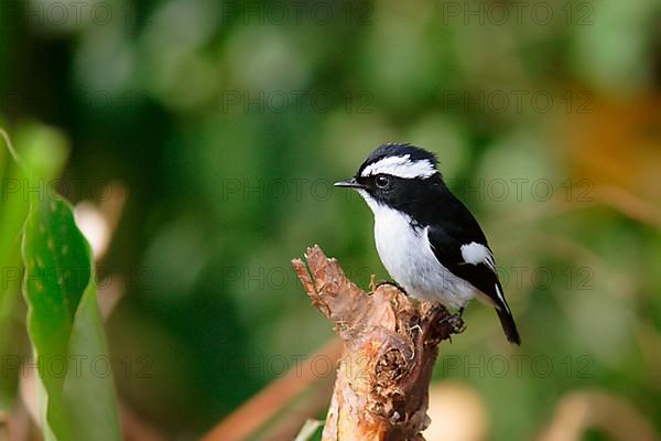 Flycatcher