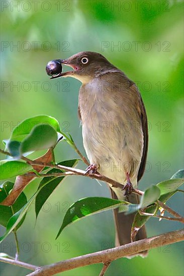 White-eyed Bulbul