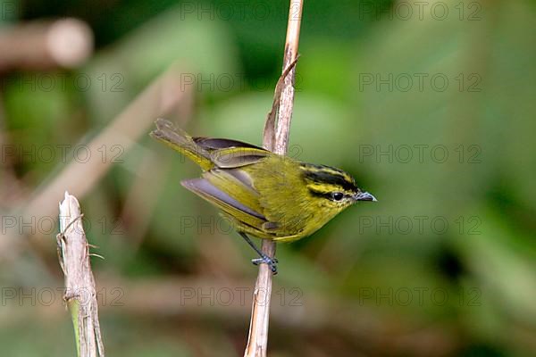 South Sea Warbler