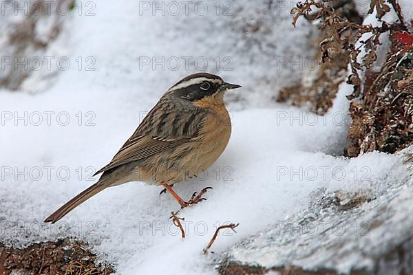 Brown accentor