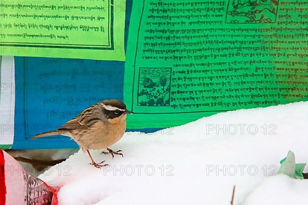 Brown accentor