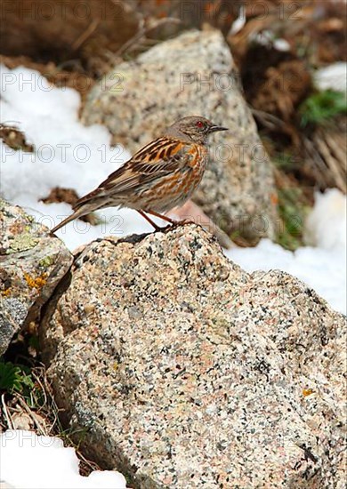 Himalayan Accentor