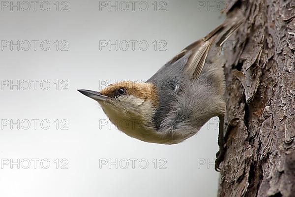 Pygmy Nuthatch
