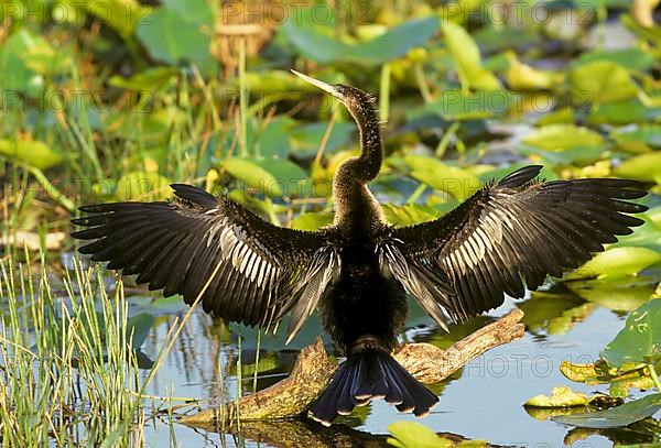 Anhingas