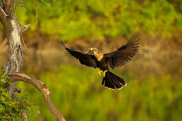 Anhinga