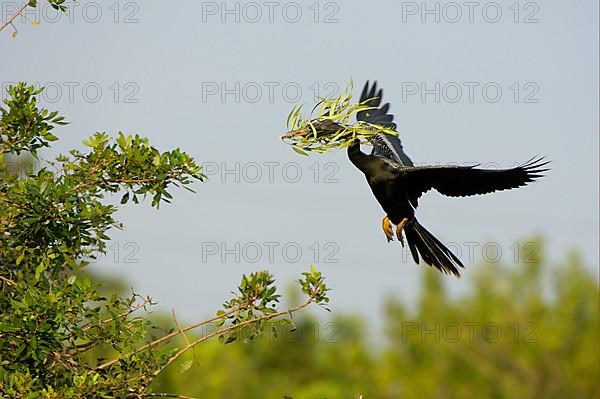 Anhinga