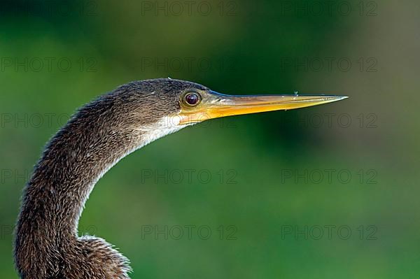 Anhinga