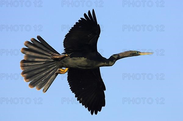 Anhinga