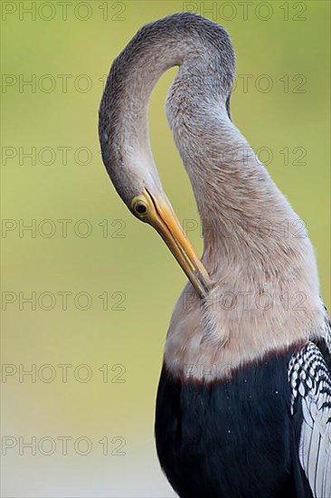 Anhingas