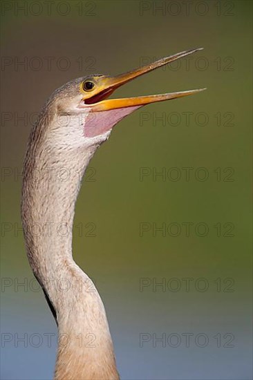 Anhingas