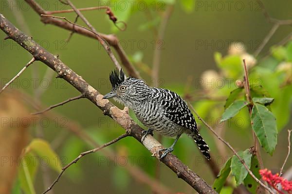 Barred Antshrike