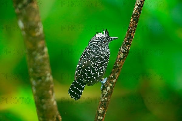 Barred antshrike