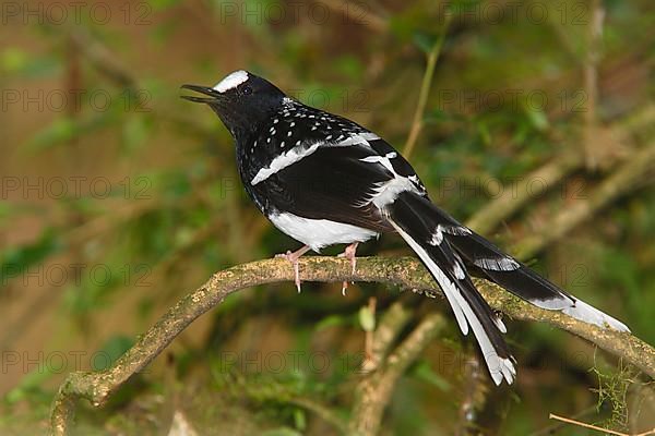 Spotted Forktail