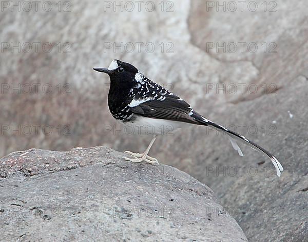 Spotted Forktail