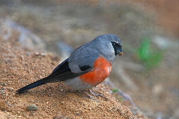 Grey-headed bullfinch