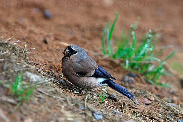 Grey-headed bullfinch