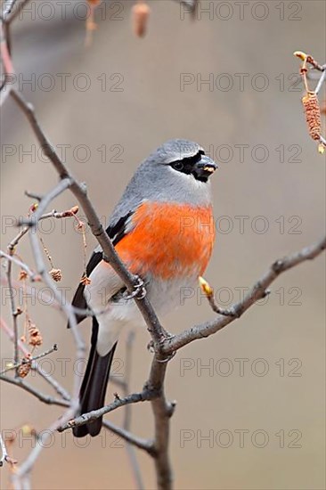 Grey-headed bullfinch