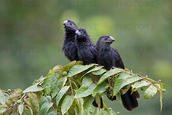 Groove-billed ani